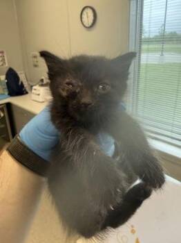 Iris -  Domestic Short Hair Cat for Adoption in Lafayette, Indiana - Iris | PetCurious