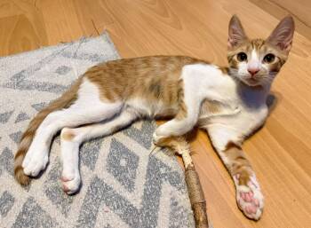 Raichu -  Domestic Short Hair Cat for Adoption in Pompano Beach, Florida - Raichu | PetCurious