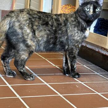 Georgia -  Domestic Short Hair Cat for Adoption in Honesdale, Pennsylvania - Georgia | PetCurious