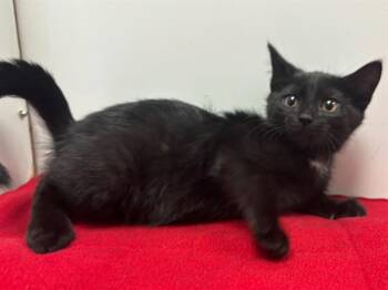 BELLA -  Domestic Short Hair Cat for Adoption in Sacramento, California - BELLA | PetCurious
