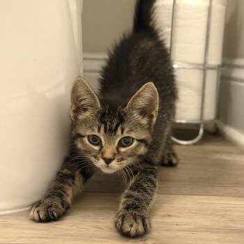 Solstice (Sol) -  Domestic Short Hair Cat for Adoption in Marshall, Virginia - Solstice (Sol) | PetCurious