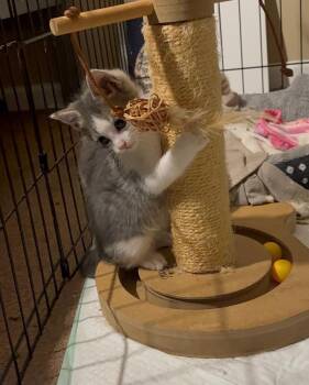 Domestic Short Hair Cats Available for Adoption in Hoffman Estates, Illinois - Randall | PetCurious