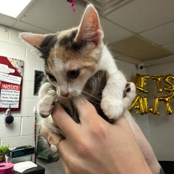 Coral -  Domestic Medium Hair Cat for Adoption in Gadsden, Alabama - Coral | PetCurious