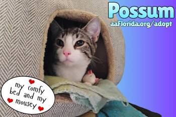 Tabby and Domestic Short Hair Cats Available for Adoption in Pensacola, Florida - Possum | PetCurious
