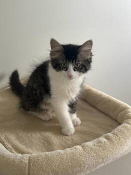 Boy named SUE -  Domestic Long Hair and Tabby Cat for Adoption in Utica, Michigan - Boy Named SUE | PetCurious
