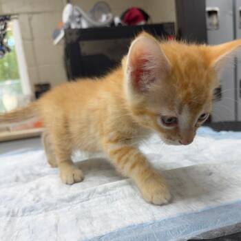 Banjo -  Domestic Short Hair Cat for Adoption in Madisonville, Kentucky - Banjo | PetCurious