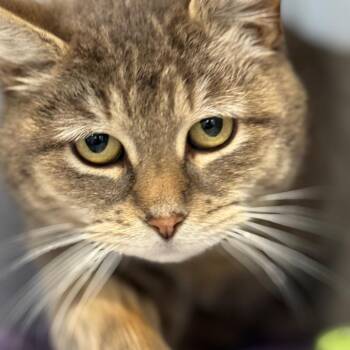 Domestic Short Hair Cats Available for Adoption in Kennebunk, Maine - Cub | PetCurious