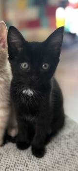 Domino -  Domestic Short Hair Cat Available for Adoption in Rowlett, Texas - Domino | PetCurious