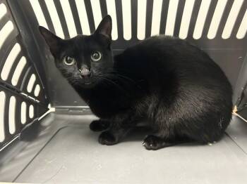 Domestic Short Hair Cats Available for Adoption in Rowlett, Texas - BATMAN | PetCurious