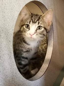 Cindy Clawford -  Domestic Short Hair Cat for Adoption in Waupaca, Wisconsin - Cindy Clawford | PetCurious