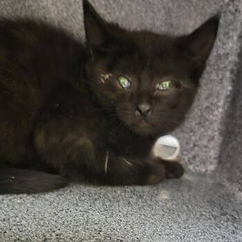 Starfire -  Domestic Short Hair Cat for Adoption in Reno, Nevada - Starfire | PetCurious