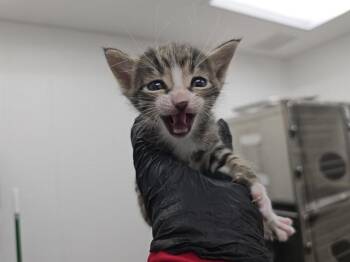 Domestic Short Hair Cats Available for Adoption in Fort Lauderdale, Florida - A2475470 | PetCurious