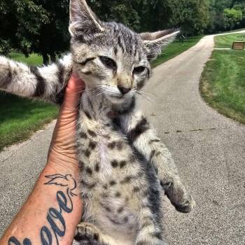 Florence -  Domestic Short Hair Cat for Adoption in Rochester, Minnesota - Florence | PetCurious