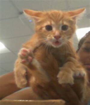 JOJO -  Domestic Short Hair Cat Available for Adoption in Charlotte, North Carolina - JOJO | PetCurious
