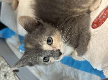 Purell -  Domestic Short Hair Cat for Adoption in Stafford, Virginia - Purell | PetCurious