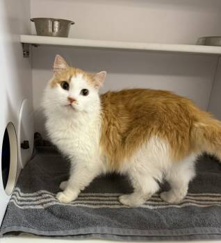 Rescue Domestic Short Hair Cats for Adoption in Bolivar, Missouri - Norwegian | PetCurious