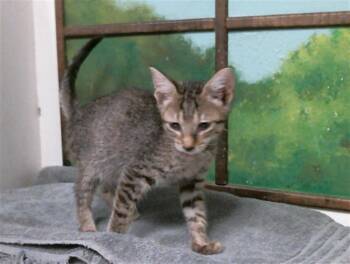 MUFFIN -  Domestic Short Hair Cat for Adoption in Houston, Texas - MUFFIN | PetCurious