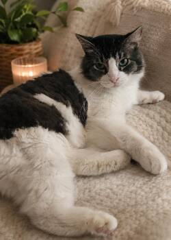 Keith 8021 -  Domestic Medium Hair Cat for Adoption in Dallas, Texas - Keith 8021 | PetCurious