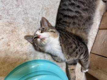 Rescue Domestic Short Hair Cats for Adoption in Eatonville, Washington - Tyrion | PetCurious