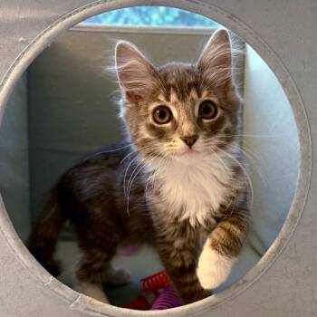 Rescue Domestic Medium Hair Cats for Adoption in Chino Hills, California - Yuki C000-644 - Costa Mesa Location | PetCurious