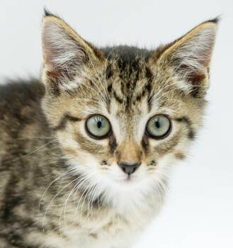 Scooby is a sweetie sweetie sweetie -  Tabby and Bengal Cat for Adoption in Bedford Hills, New York - Scooby Is A Sweetie Sweetie Sweetie | PetCurious