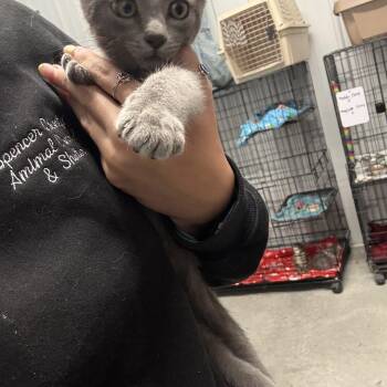 Slate -  Domestic Short Hair Cat for Adoption in Taylorsville, Kentucky - Slate | PetCurious