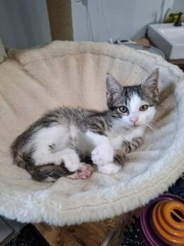 Kirby -  Domestic Short Hair Cat for Adoption in Lewisburg, Tennessee - Kirby | PetCurious