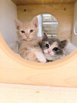 Domestic Short Hair Cats Available for Adoption in Enfield, Connecticut - Doug Funny & Patti Mayonnaise (bonded Pair) | PetCurious