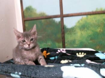 Domestic Short Hair Cats Available for Adoption in Houston, Texas - FLORESITA | PetCurious