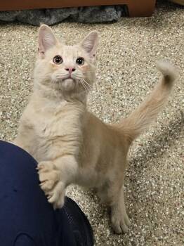 ARMANI -  Domestic Medium Hair Cat for Adoption in Clyde, North Carolina - ARMANI | PetCurious