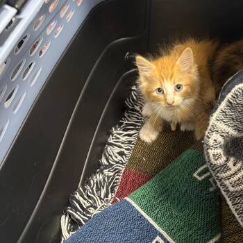 Maurice -  Domestic Medium Hair Cat for Adoption in Newark, New Jersey - Maurice | PetCurious