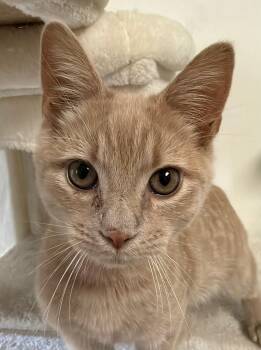 Gouda (with Alexis Rose) -  Domestic Short Hair Cat for Adoption in Norwalk, Connecticut - Gouda (with Alexis Rose) | PetCurious