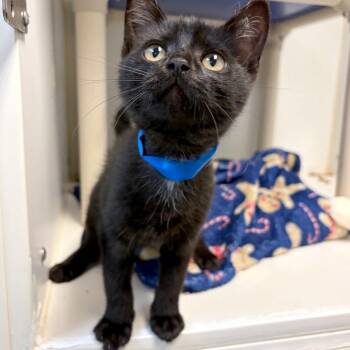 Cooper -  Domestic Short Hair Cat for Adoption in Woodinville, Washington - Cooper | PetCurious