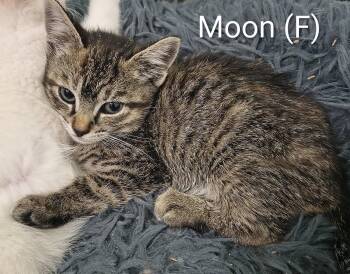 Moon -  Domestic Short Hair and Tabby Cat for Adoption in Saugerties, New York - Moon | PetCurious