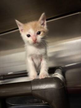 Cheezit -  Domestic Short Hair Cat Available for Adoption in Metter, Georgia - Cheezit | PetCurious