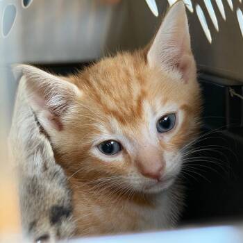 Cloud -  Domestic Short Hair Cat for Adoption in Gainesville, Florida - Cloud | PetCurious