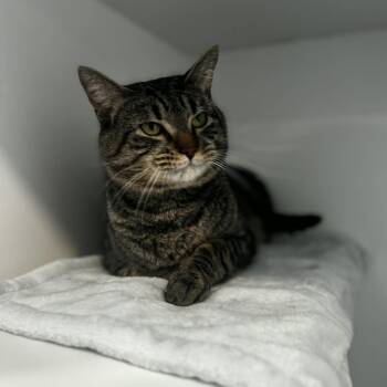 American Shorthair Cats Available for Adoption - Leo | PetCurious