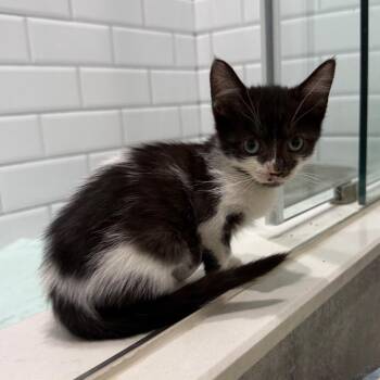 Iris -  Domestic Short Hair Cat for Adoption in Pinellas Park, Florida - Iris | PetCurious