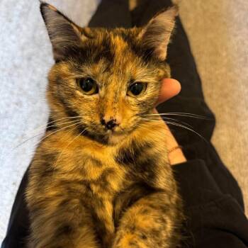 Russet (aka Delaney) Novack -  Domestic Short Hair Cat for Adoption in Eagle Mountain, Utah - Russet (aka Delaney) Novack | PetCurious