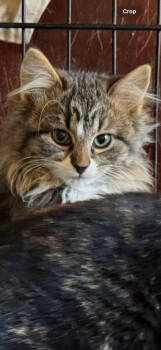 Rescue Domestic Long Hair Cats for Adoption in Chicago, Illinois - Cranberry | PetCurious