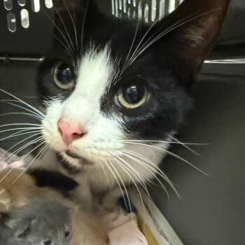 Missy -  Domestic Short Hair Cat for Adoption in Ardmore, Oklahoma - Missy | PetCurious