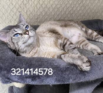32141578 -  Siamese Cat for Adoption in Lee