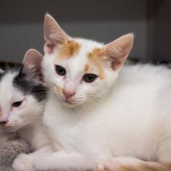Eenie -  Domestic Short Hair Cat for Adoption in Atlanta, Georgia - Eenie | PetCurious