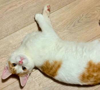 Rescue Domestic Short Hair Cats for Adoption in Baytown, Texas - Sunny | PetCurious