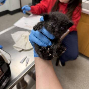 Taos -  Domestic Short Hair Cat for Adoption in Durango, Colorado - Taos | PetCurious