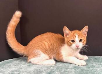 Rescue Domestic Short Hair Cats for Adoption in Hawk Point, Missouri - Shrimp | PetCurious