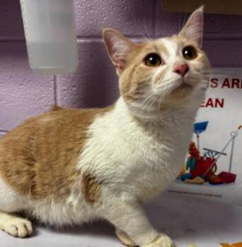 Domestic Short Hair Cats Available for Adoption - Harry Houdini | PetCurious