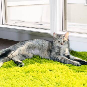Domestic Short Hair Cats Available for Adoption - CHISPITA | PetCurious