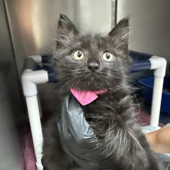 Bastet -  Domestic Medium Hair Cat for Adoption in Lakeland, Florida - Bastet | PetCurious