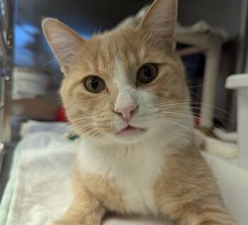 Rescue Domestic Short Hair Cats for Adoption in La Crescent, Minnesota - BUDDY | PetCurious